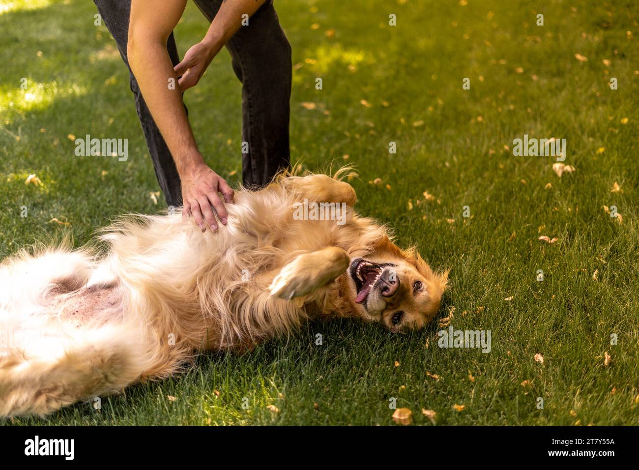 Silly adorable Tongue Out Golden Dog Getting Belly frotte souriant avec Tongue Out Banque D'Images