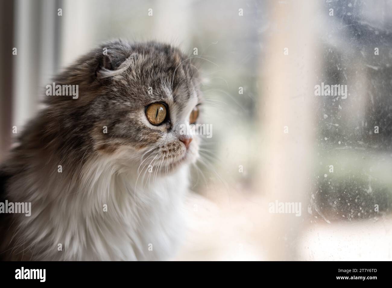 Rebord de fenêtre pliant les oreilles et les chats en regardant la fenêtre vers l'extérieur Banque D'Images