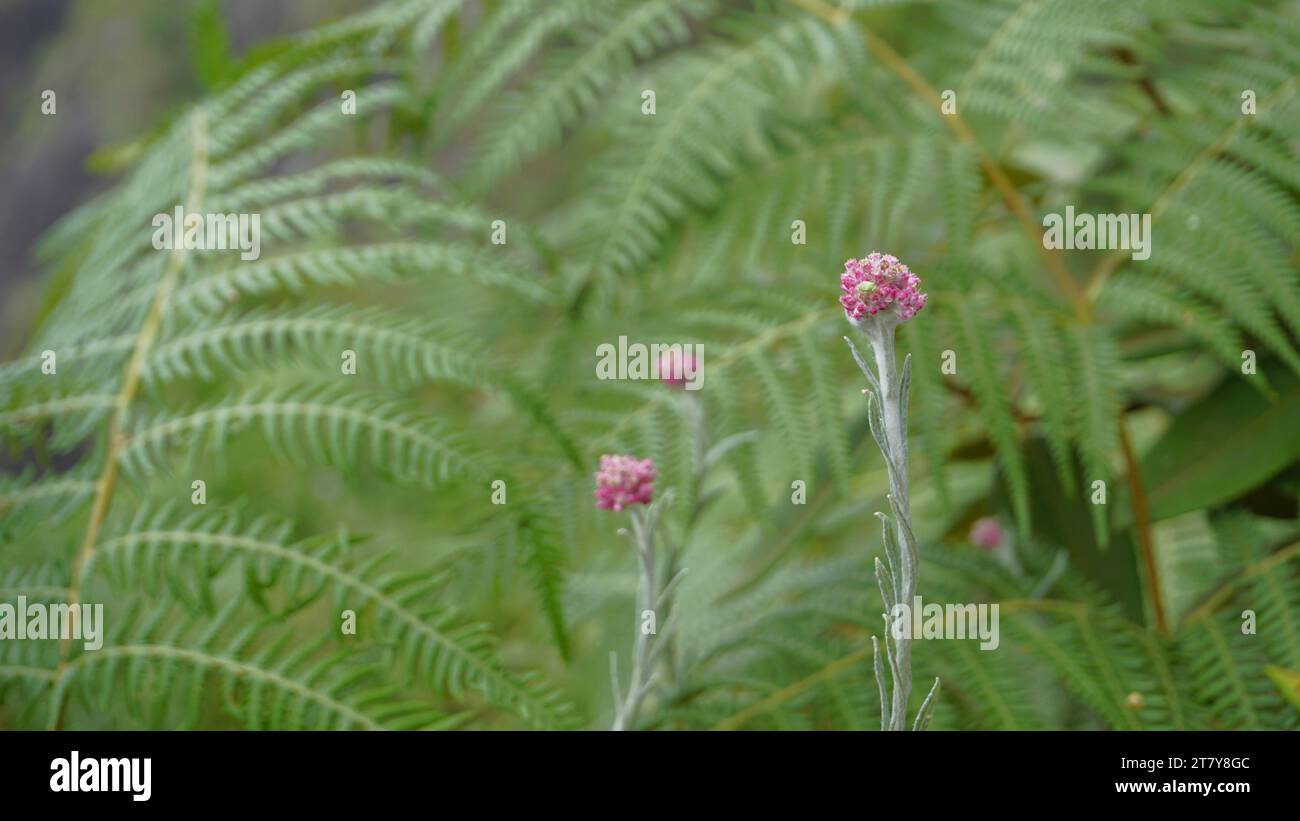 Gros plan de fleurs d'Antennaria dioica également connu sous le nom de chat pied, rose, Pussytoes stolonifères, montagne éternelle, Cudweed etc Banque D'Images