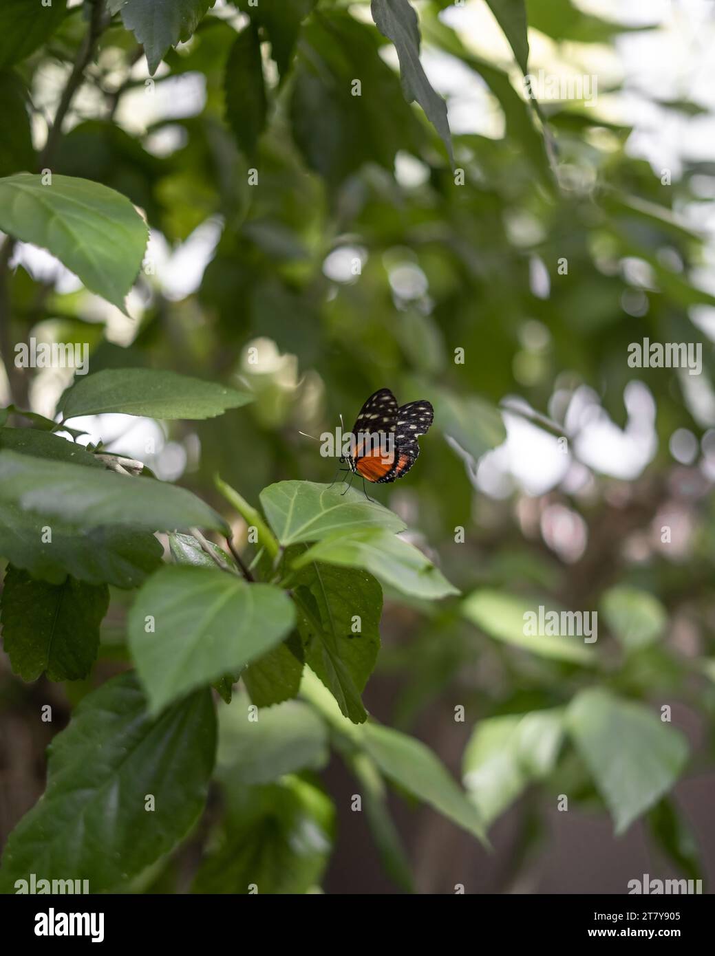 Flying Butterflies Tropical Luxury Paradise Banque D'Images