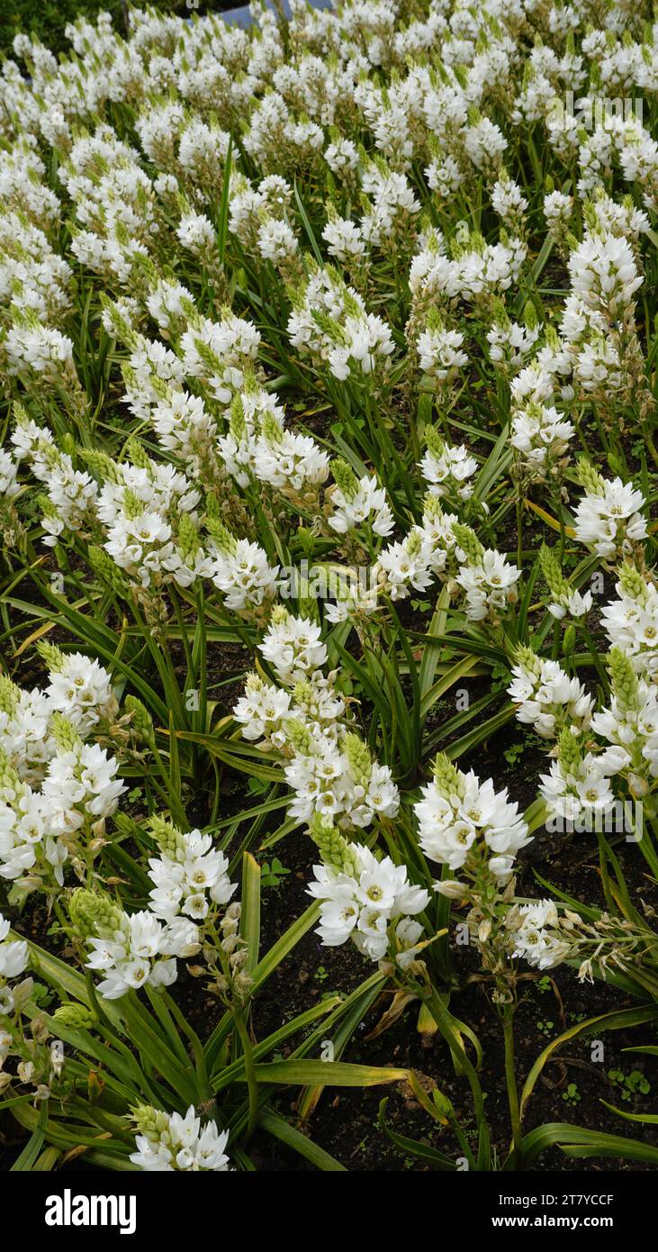 Belles fleurs d'Ornithogalum thyrsoides également connu sous le nom de chirstmas lis, Chinkerinchee, Rock Lily, Wonder flower, Chincherinchee etc Banque D'Images