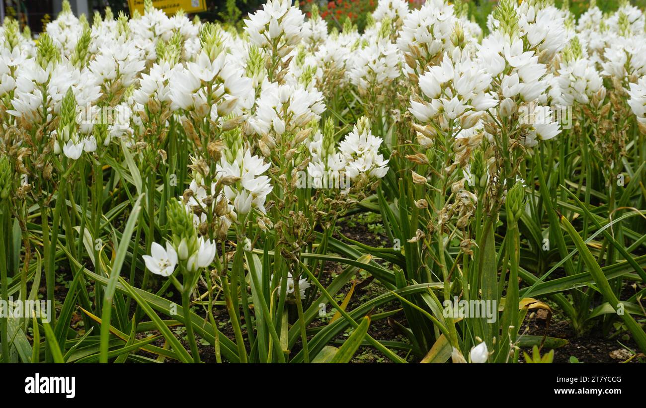 Belles fleurs d'Ornithogalum thyrsoides également connu sous le nom de chirstmas lis, Chinkerinchee, Rock Lily, Wonder flower, Chincherinchee etc Banque D'Images