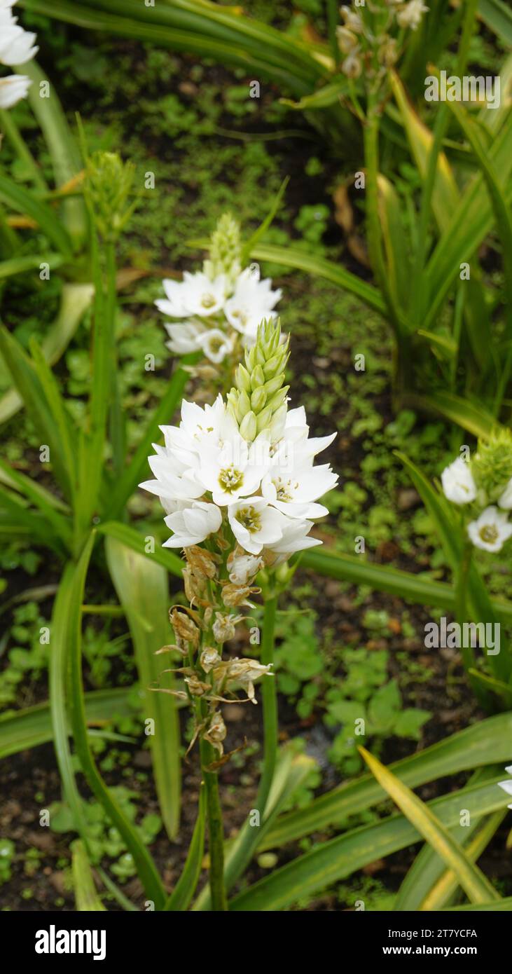 Belles fleurs d'Ornithogalum thyrsoides également connu sous le nom de chirstmas lis, Chinkerinchee, Rock Lily, Wonder flower, Chincherinchee etc Banque D'Images