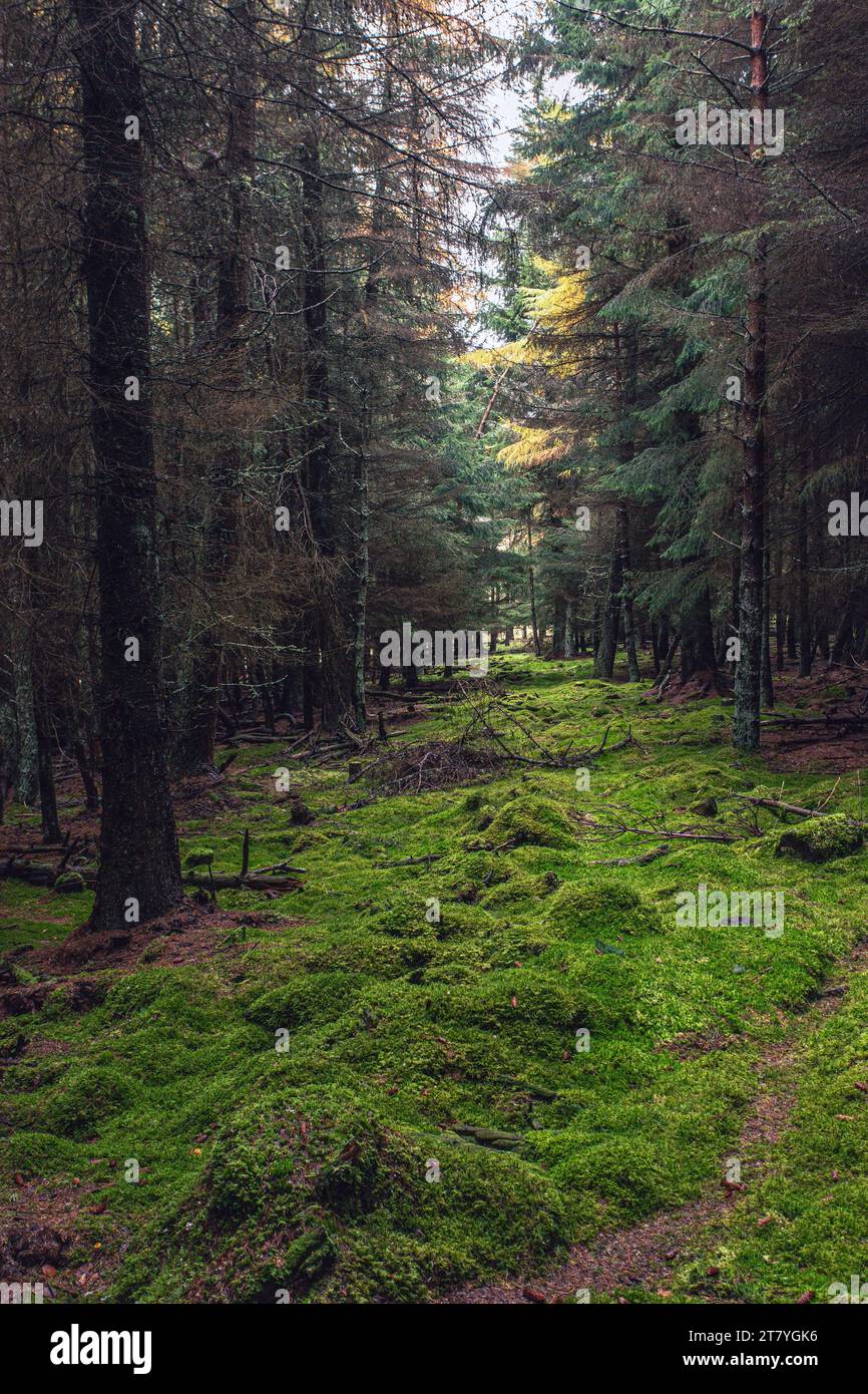 Parc national de Cairngorms forêt avec mousse, Aberdeenshire, Écosse Banque D'Images