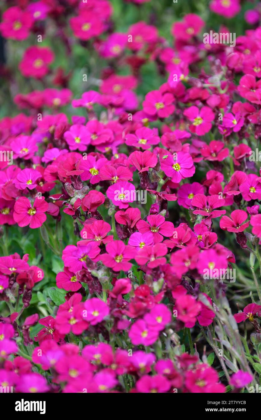 Aubrieta Axcent Burgundy (série Axcent), profusion pérenne semi-persistante compacte de fleurs rose foncé Banque D'Images