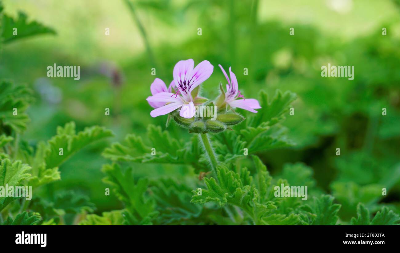 Gros plan de la tête de fleur de Pelargonium graveolens également connu sous le nom de pélargonium parfumé à la rose, citronnelle, Cola, Sweet, Rose senteur Géranium etc avec du vert Banque D'Images