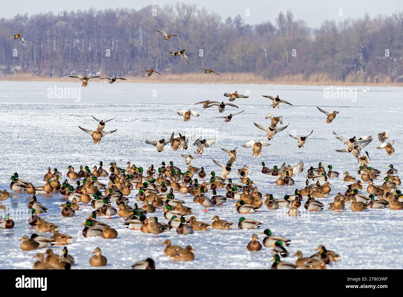 Troupeau de colverts / canards sauvages (Anas platyrhynchos) mâles / drakes et femelles reposant sur la glace de l'étang gelé en hiver Banque D'Images