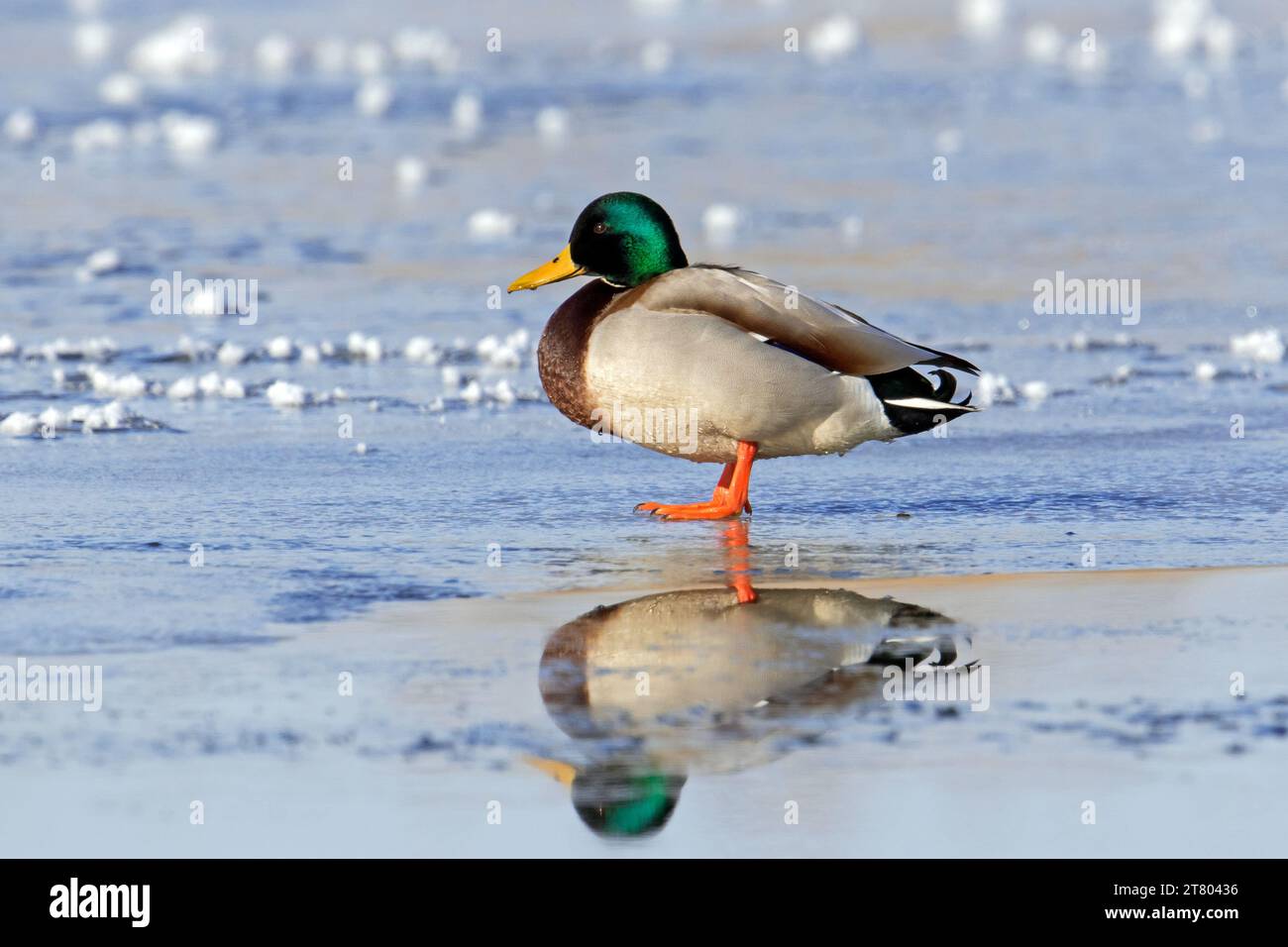 Mallard / canard sauvage (Anas platyrhynchos) mâle / drake reposant sur la glace de l'étang gelé en hiver Banque D'Images