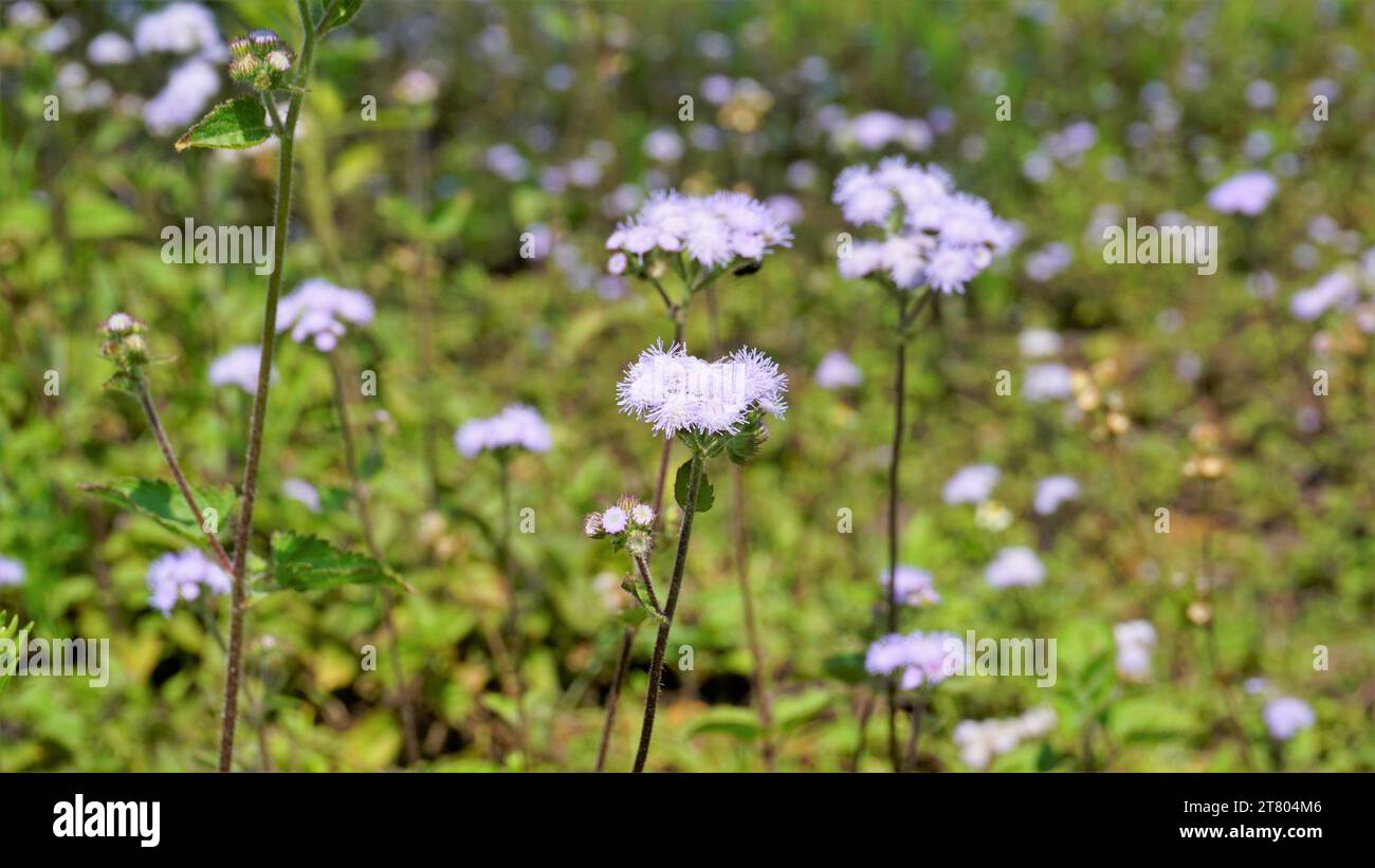 Gros plan de fleurs d'Ageratum conyzoides également connu sous le nom d'herbe blanche tropicale, plante Billygoat, chèvre, Bluebonnet, Bluetop, casquette blanche, herbe de poulet, Bil Banque D'Images