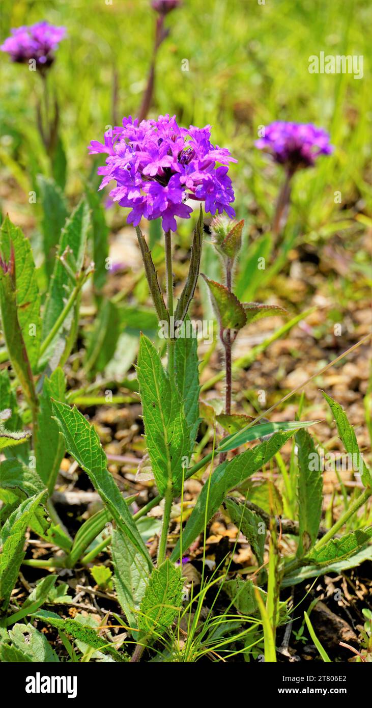 Belles fleurs de couleur violette de Verbena rigida également connu comme veined, Wild, Stiff, Stiff, grossier, papier de verre verveine, slender, Tuber vervai Banque D'Images