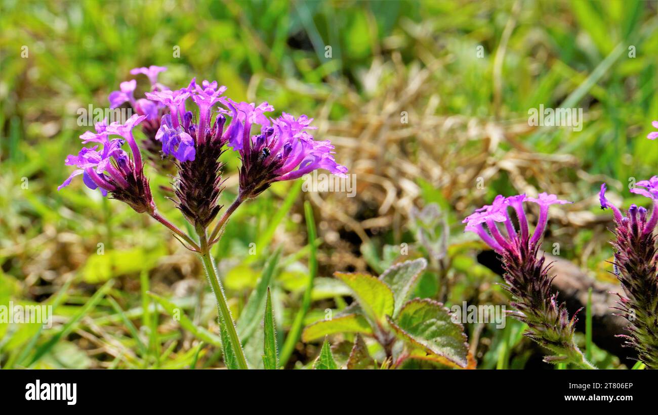 Belles fleurs de couleur violette de Verbena rigida également connu comme veined, Wild, Stiff, Stiff, grossier, papier de verre verveine, slender, Tuber vervai Banque D'Images