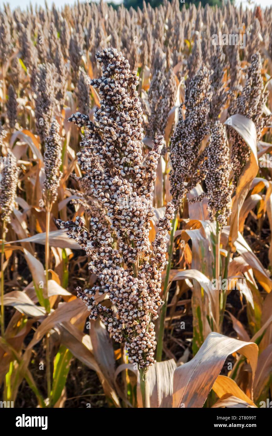 Gros plan d'une oreille de millet sur le terrain, image verticale. Épillet de millet mûr Banque D'Images