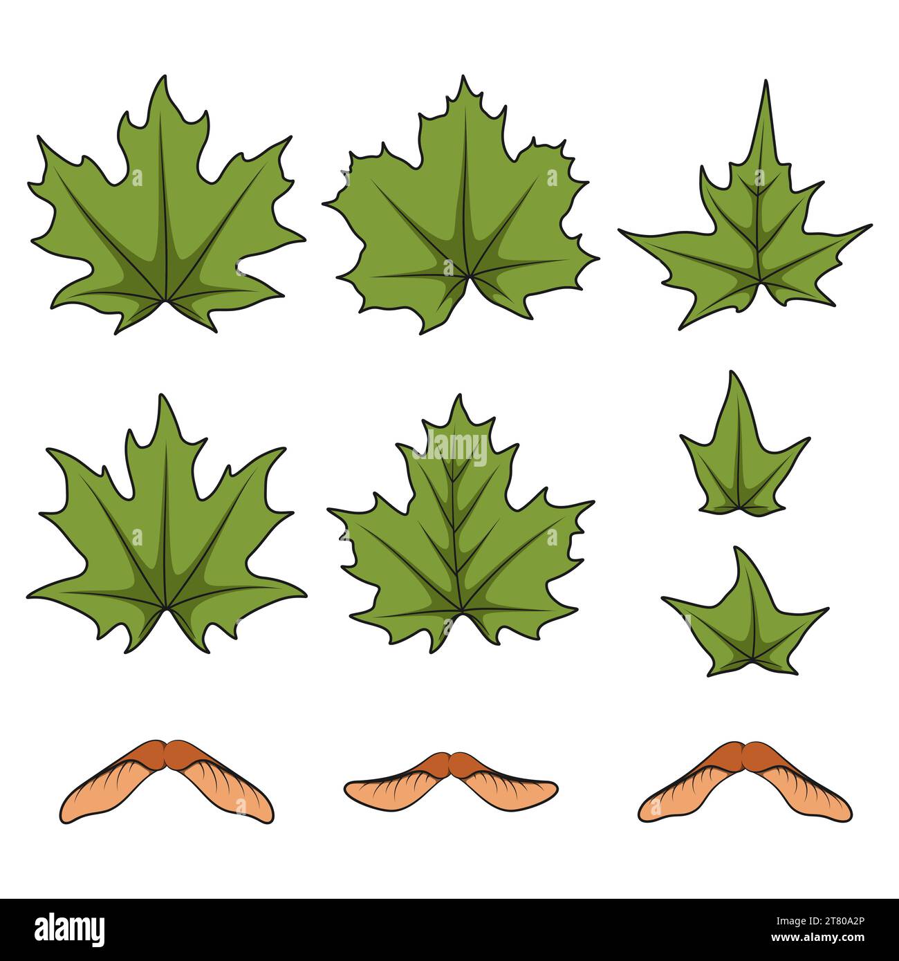 Ensemble d'illustrations en couleur avec des feuilles d'érable de printemps vert et des graines. Objets vectoriels isolés sur fond blanc. Illustration de Vecteur