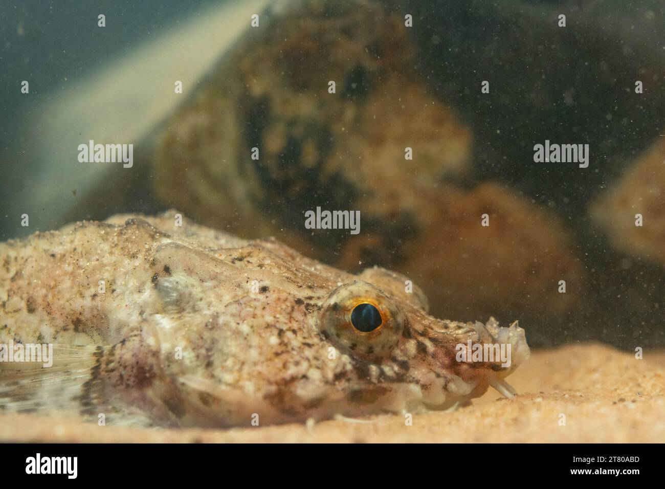 le pogge un petit poisson de fond Banque D'Images