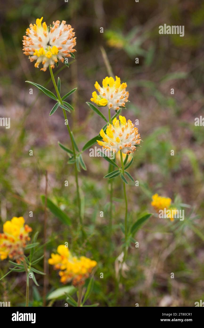Kidneyvetch commun D'ANTHYLLIS VULNERARIA Banque D'Images