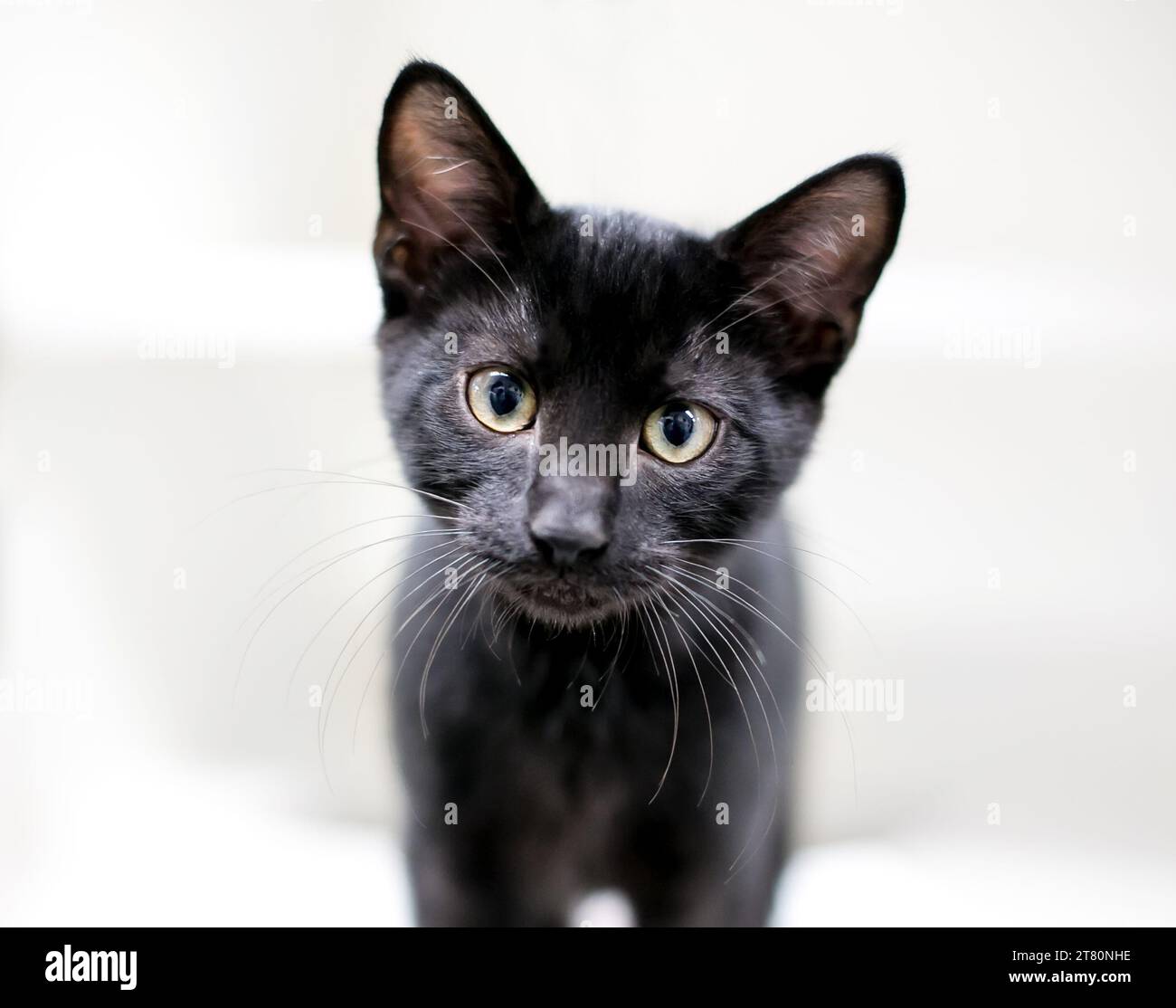Un curieux chaton noir à air court regardant la caméra avec une tête inclinée Banque D'Images