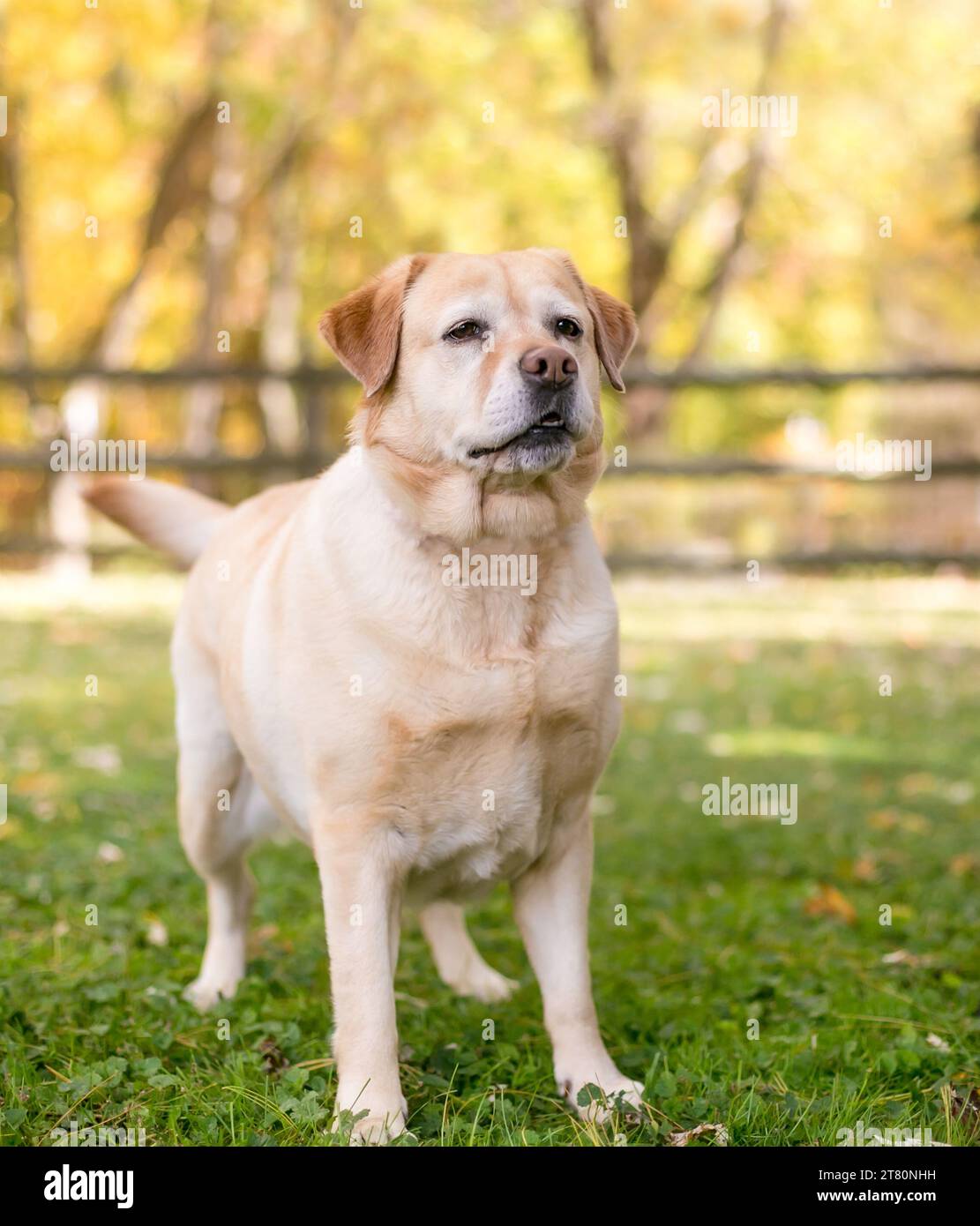 Chien Labrador Retriever de race mixte en surpoids debout à l'extérieur Banque D'Images