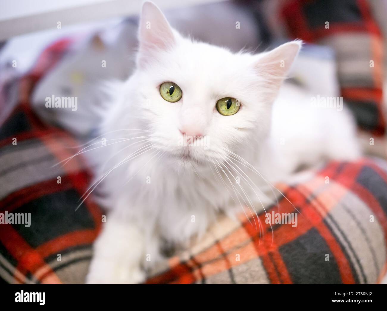 Un chat blanc moelleux avec les yeux jaunes couché sur un lit pour animal de compagnie Banque D'Images