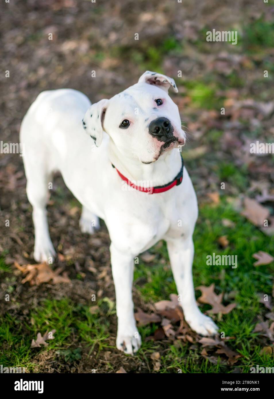 Un chien de race mixte Dalmation x American Bulldog portant un collier rouge Banque D'Images