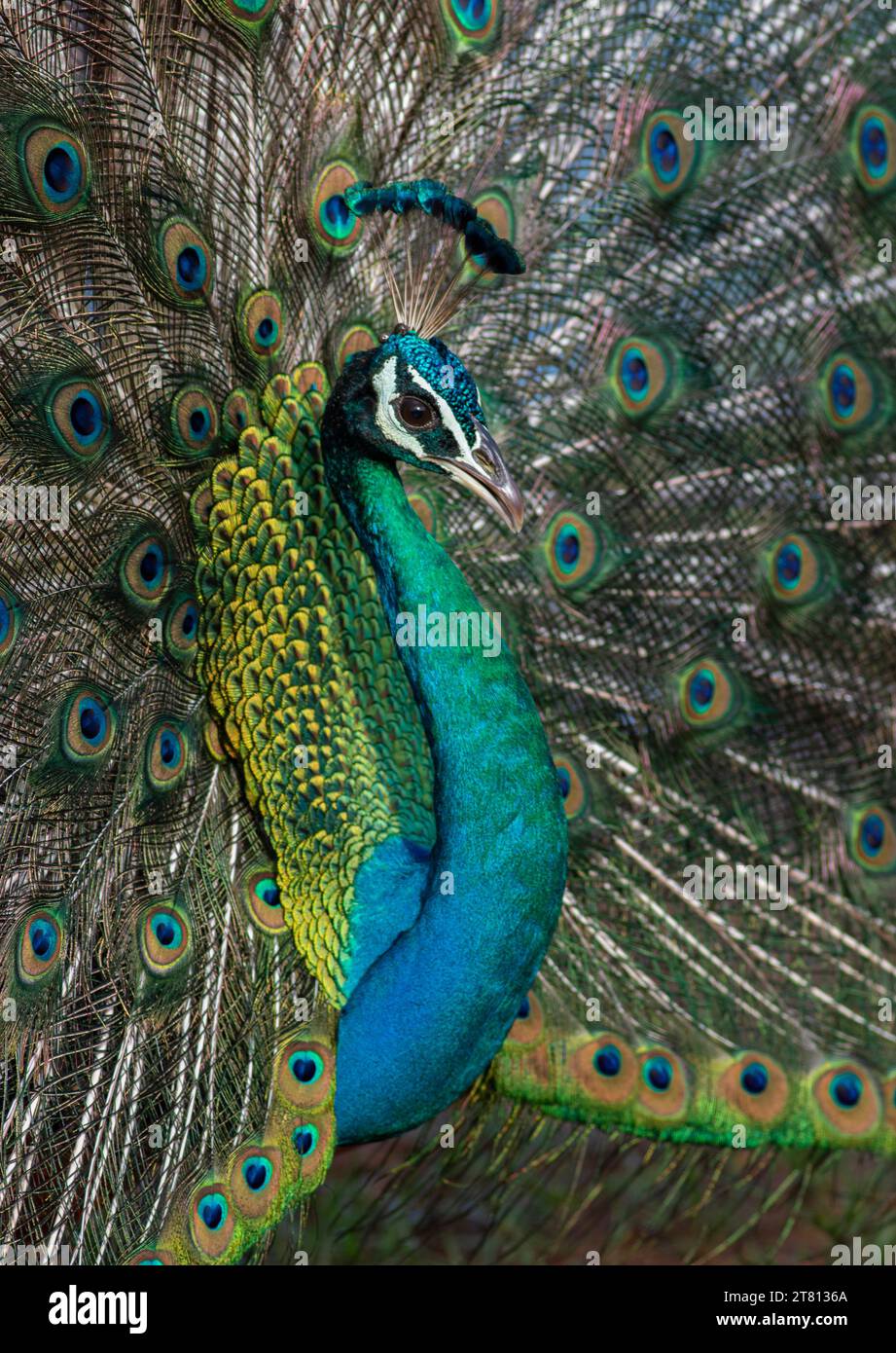 Vibrant Majestic Close-Up Glowing Peacock Affichage de plumes étonnantes dans un spectre de couleurs, fond sombre du parc national de Yala Sri Lanka Banque D'Images