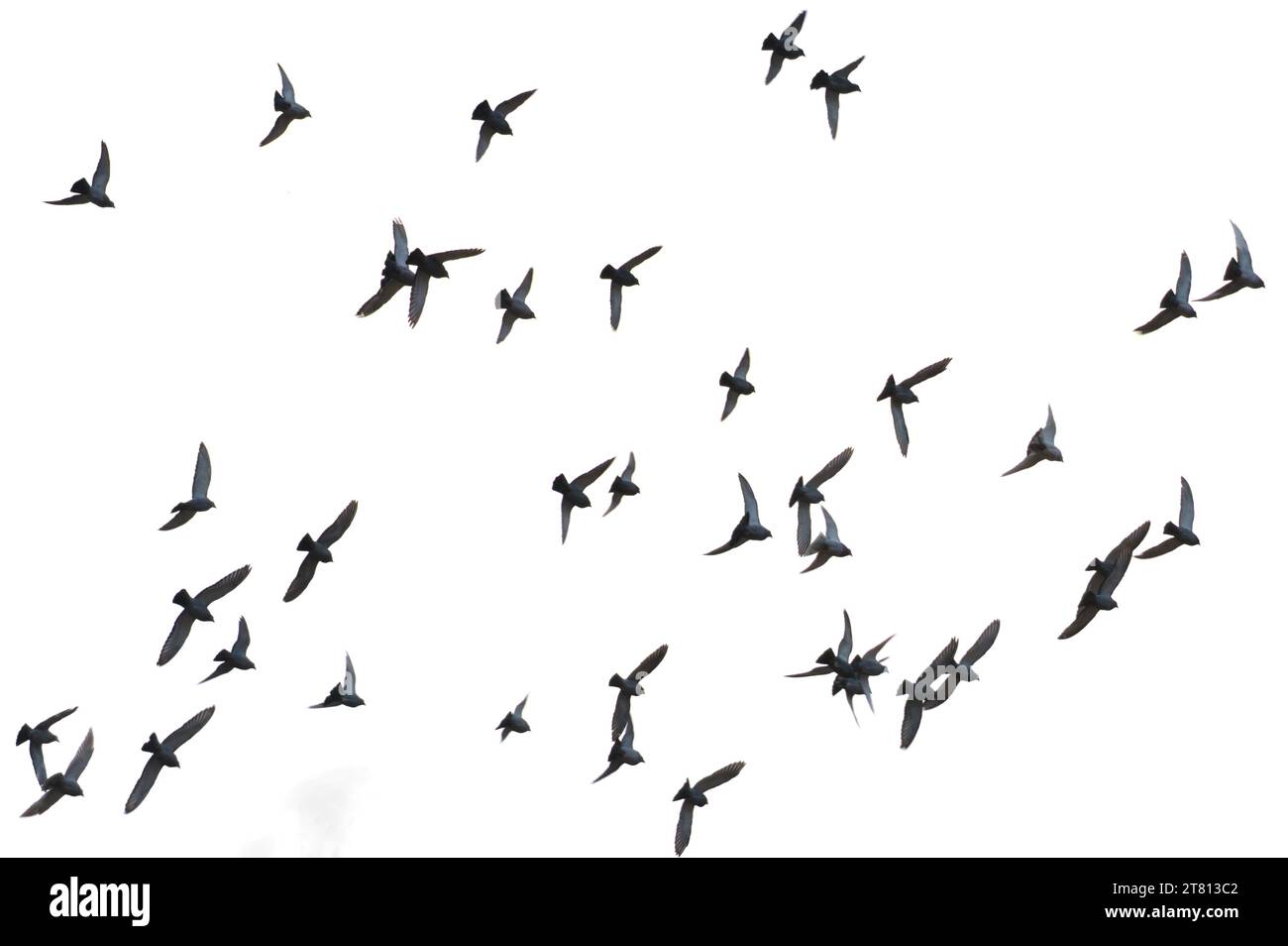 Troupeau d'oiseaux pigeons volant dans le ciel dans la zone résidentielle. Silhouettes d'oiseaux visibles. république tchèque nature. Banque D'Images