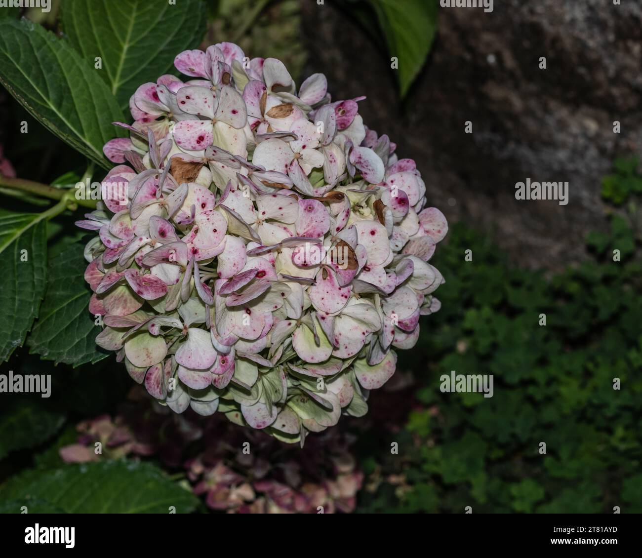 Gros plan vibrant d'une pièce maîtresse d'hortensia multicolore dans un jardin fleuri Banque D'Images