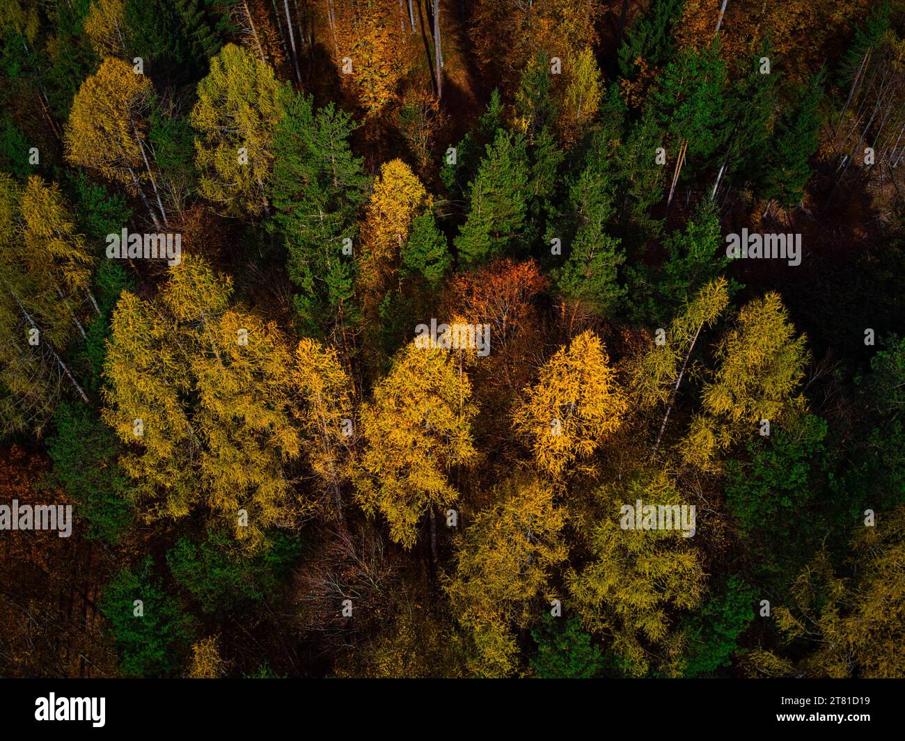 Cette captivante capture par drone met en valeur la beauté enchanteresse d'une forêt de conifères à l'étreinte de l'automne. Illuminé par la lueur chaude de l'ev Banque D'Images