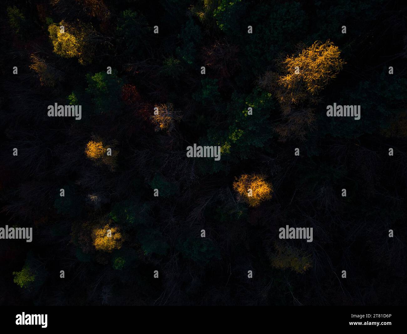 Une perspective captivante de drone capture la beauté éthérée d'une forêt de conifères d'automne. Baignée dans la lueur chaude de la lumière du soleil du soir, la cime des arbres Banque D'Images