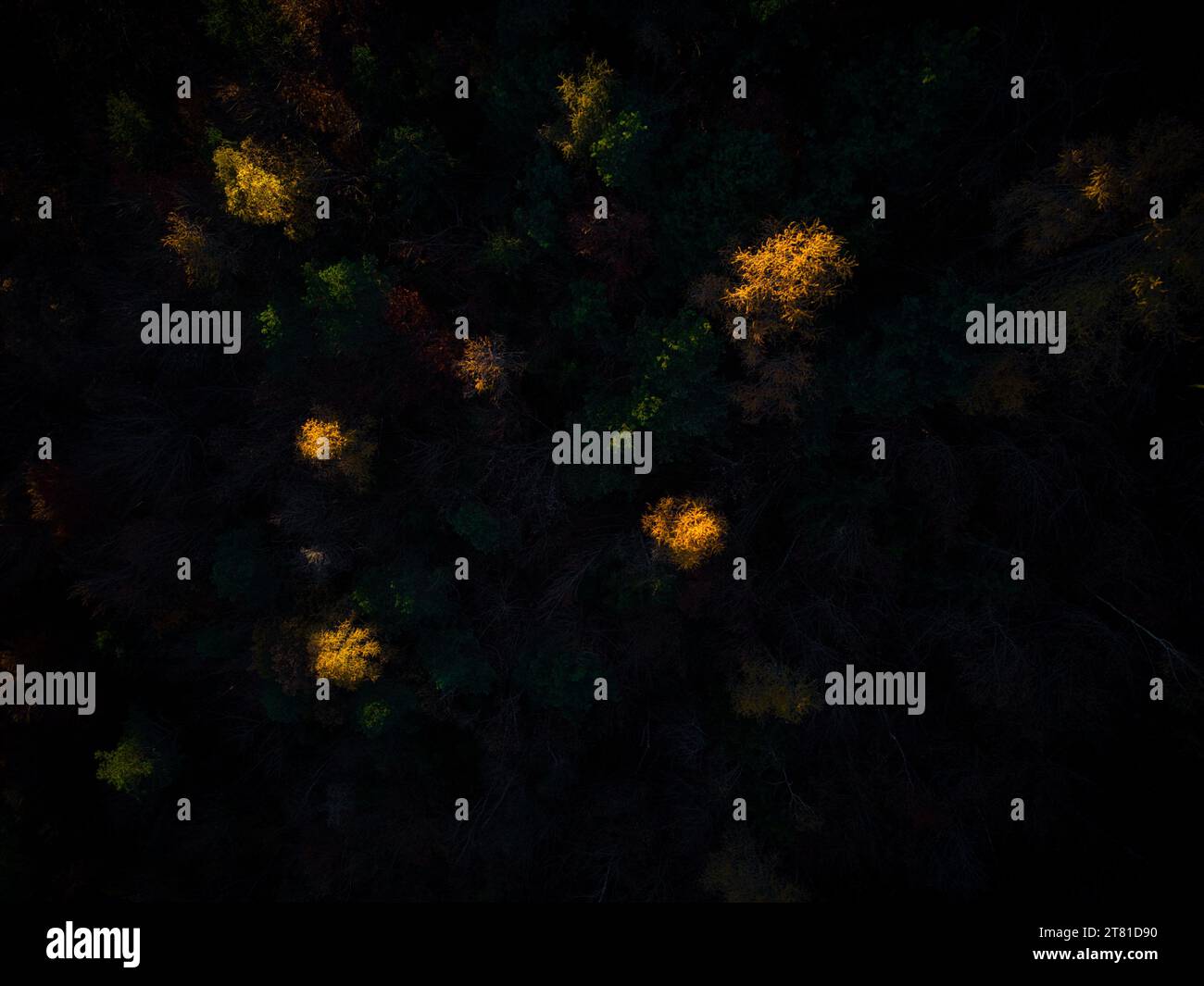 Une perspective captivante de drone capture la beauté éthérée d'une forêt de conifères d'automne. Baignée dans la lueur chaude de la lumière du soleil du soir, la cime des arbres Banque D'Images