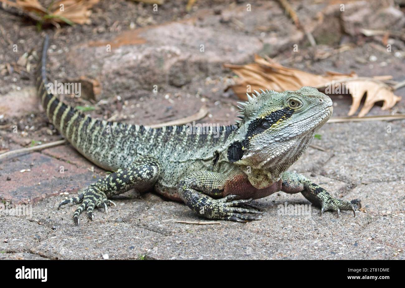Dragon d'eau de l'est, Physignathus leseurii, à l'état sauvage dans les parcs urbains en Australie Banque D'Images
