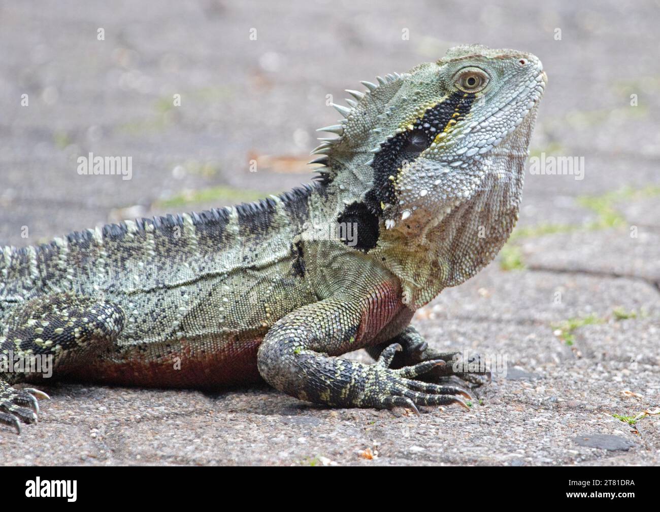 Dragon d'eau de l'est, Physignathus leseurii, à l'état sauvage dans les parcs urbains en Australie Banque D'Images