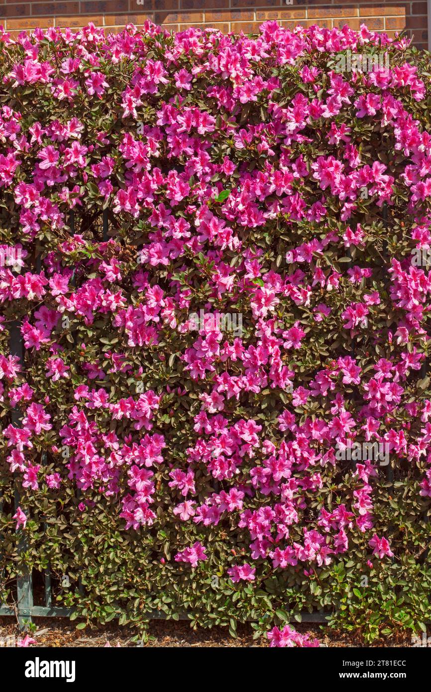 Masse de fleurs roses vives de cultivar Azalea indica poussant comme une haie dans un jardin australien Banque D'Images