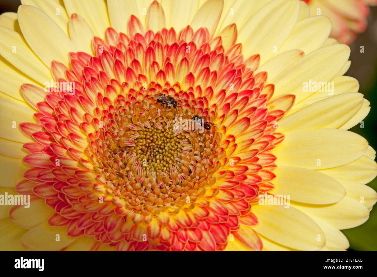 Gros plan du centre de la double fleur de gerbera jaune et orange avec des abeilles indigènes collectant du pollen, en Australie Banque D'Images