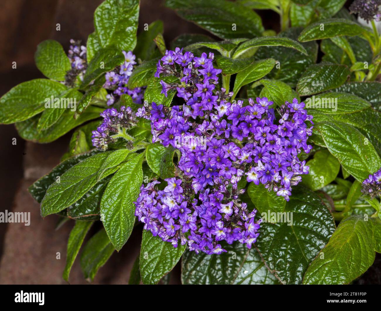 Grappe de fleurs parfumées violettes profondes et de feuilles vert foncé d'Heliotrope, Heliotropium arborescens dans un jardin australien Banque D'Images