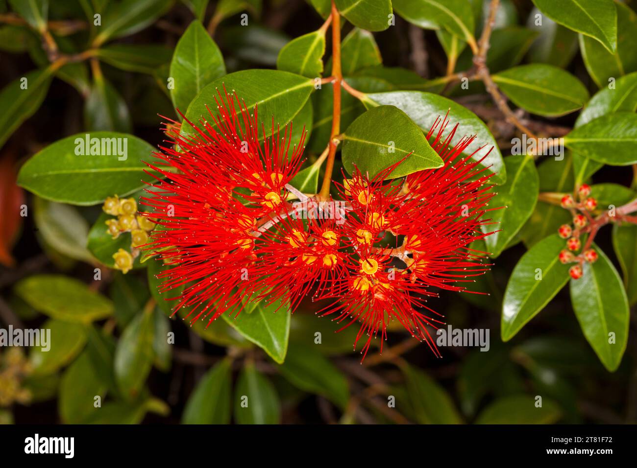 Grappe de fleurs moelleuses rouge vif d'arbuste, Metrosideros excelsa, arbre de Noël néo-zélandais, sur fond de feuilles vert brillant, en Australie Banque D'Images