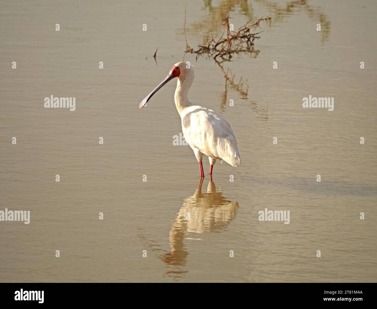 Spatule africaine (Platalea alba) échassier blanc à longues pattes avec le visage et les pattes rouges réfléchis dans la surface du trou d'eau Galana, Kenya, Afrique Banque D'Images