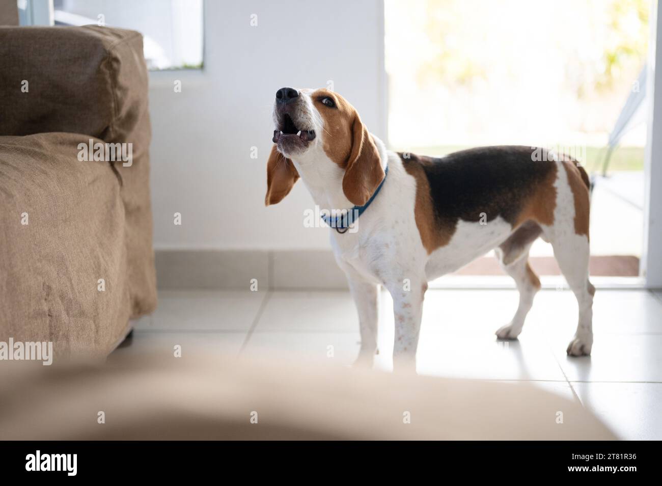 Chien beagle aboyant dans l'environnement de la maison vue rapprochée Banque D'Images