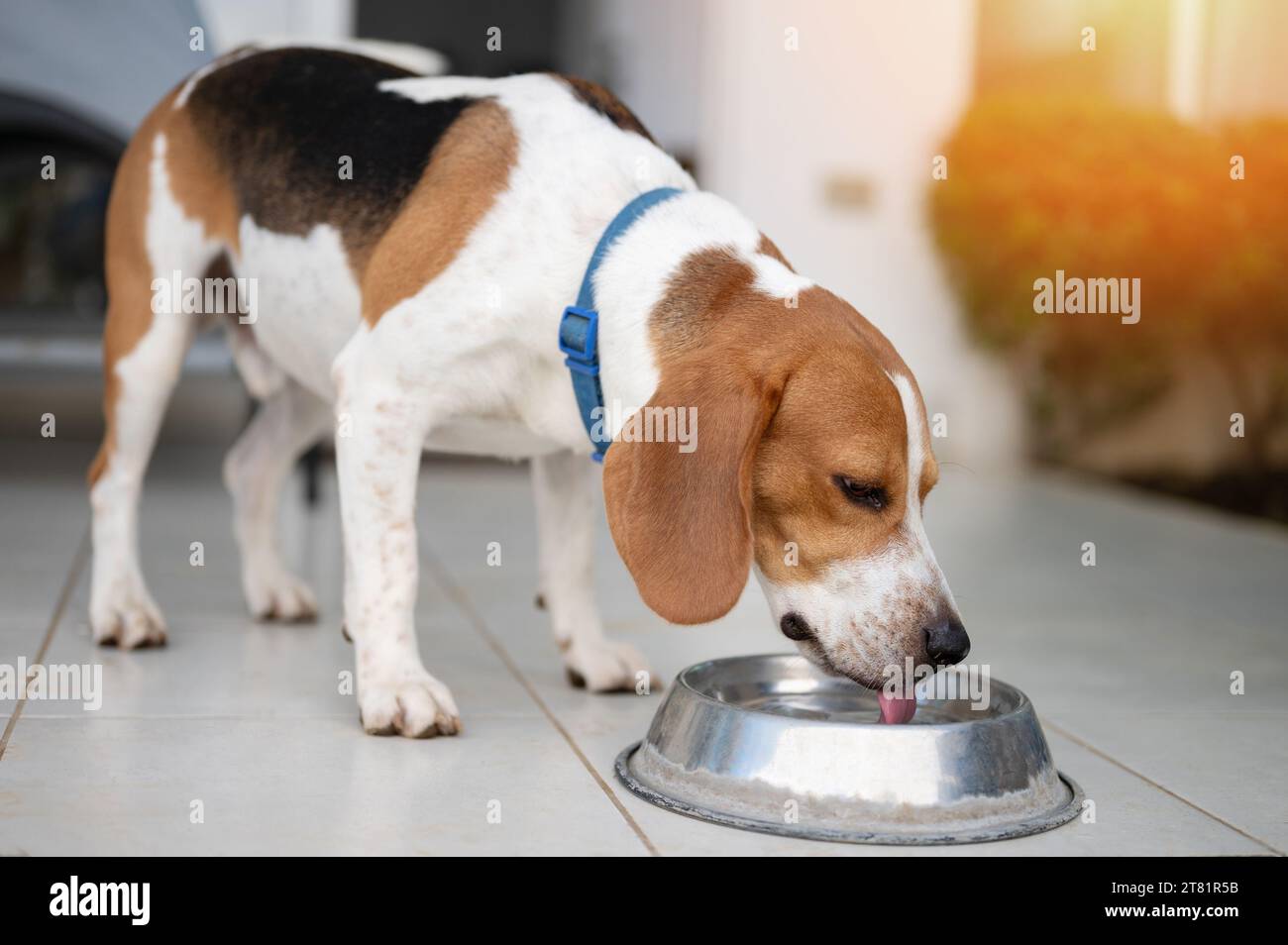 Mignon chien beagle buvant de l'eau de bol en métal vue rapprochée Banque D'Images