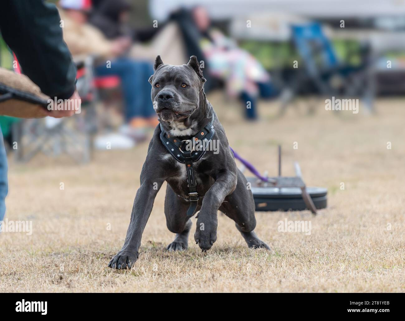 Mastiff italien tirant des poids sur l'herbe à un défi de traction de poids Banque D'Images