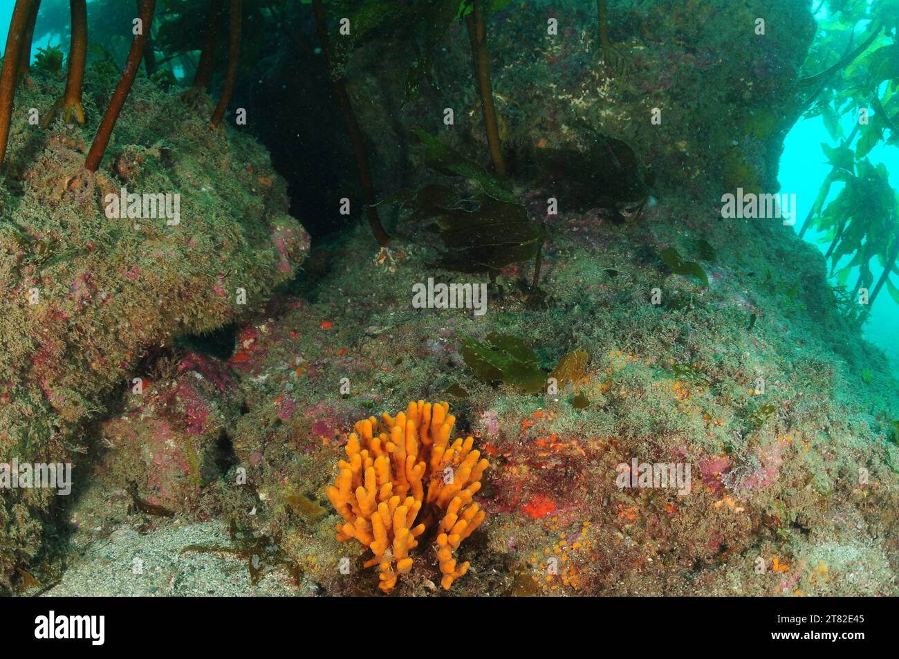 Éponge colorée à l'ombre sous un surplomb rocheux dans l'océan Pacifique tempéré. Lieu : Leigh Nouvelle-Zélande Banque D'Images