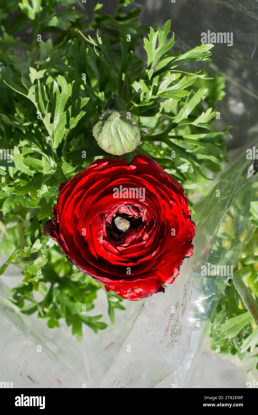 Belle floraison de fleurs naturelles colorées en vue Banque D'Images