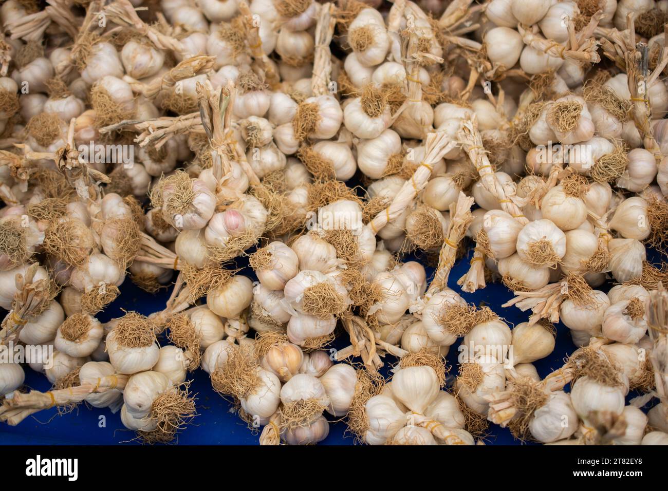 Gousses d'ail fraîches et bulbe d'ail pour une alimentation saine Banque D'Images