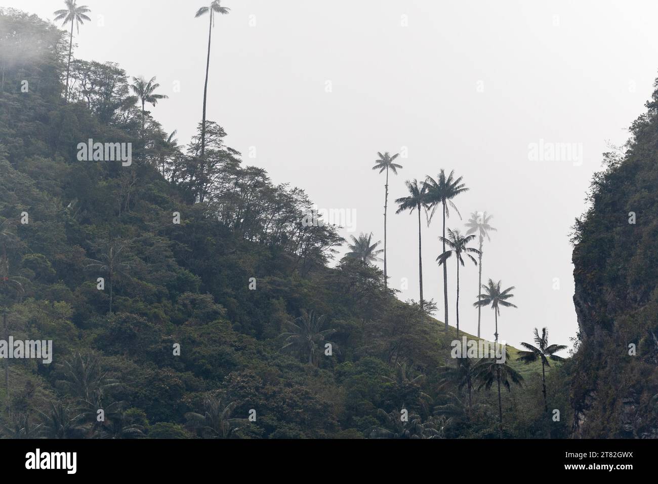 Groupe de palmiers à cire (Ceroxylon quindiuense) dans le brouillard, Valle de Cocora, Colombie Banque D'Images