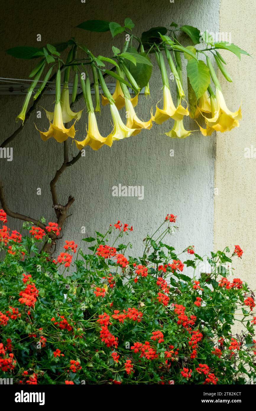 Plantes sur balcon, Pelargoniums, Brugmansia suaveolens, trompette des anges Banque D'Images