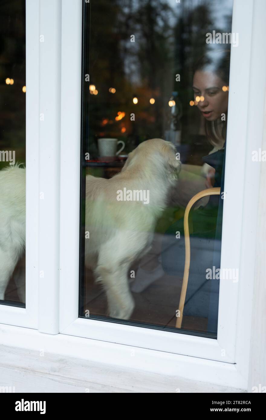 Chien Golden retriever regardant par la porte de la fenêtre Banque D'Images