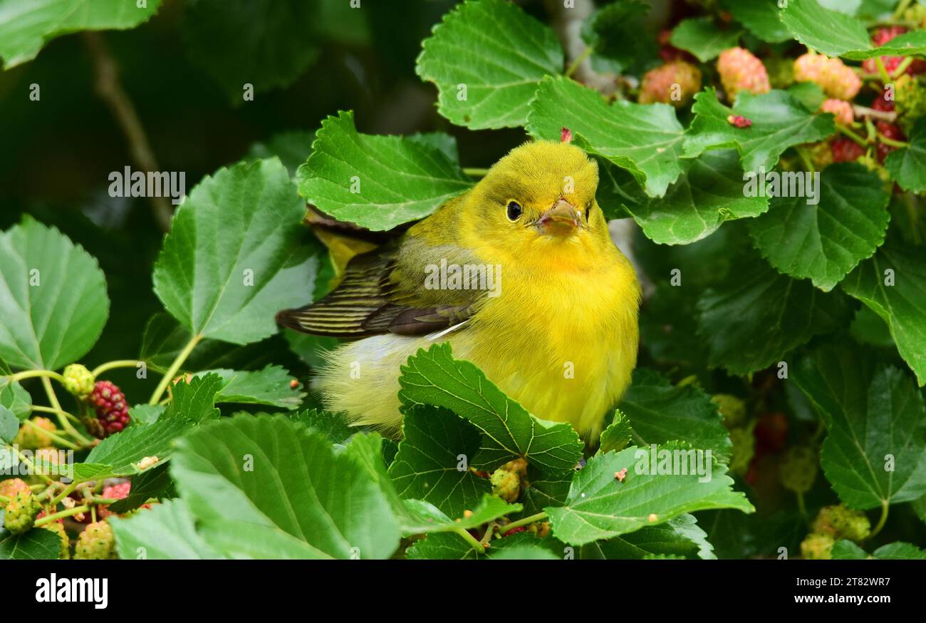 jolie femelle jaune tanager écarlate dans un mûrier pendant la migration printanière au sanctuaire smith oaks sur high island près de winnie, texas Banque D'Images