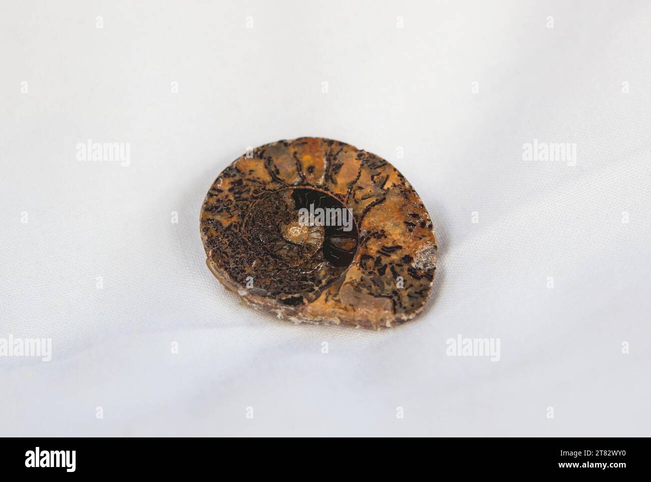 Fossile d'ammonite sectionné et poli. Placé sur un chiffon de coton Banque D'Images