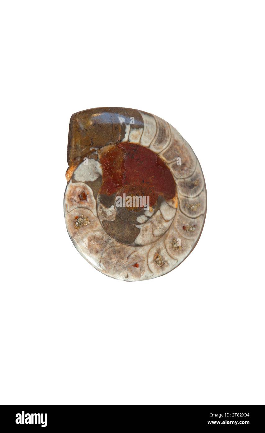 Ammonite agatisée sectionnée polonaise. Isolé sur blanc Banque D'Images