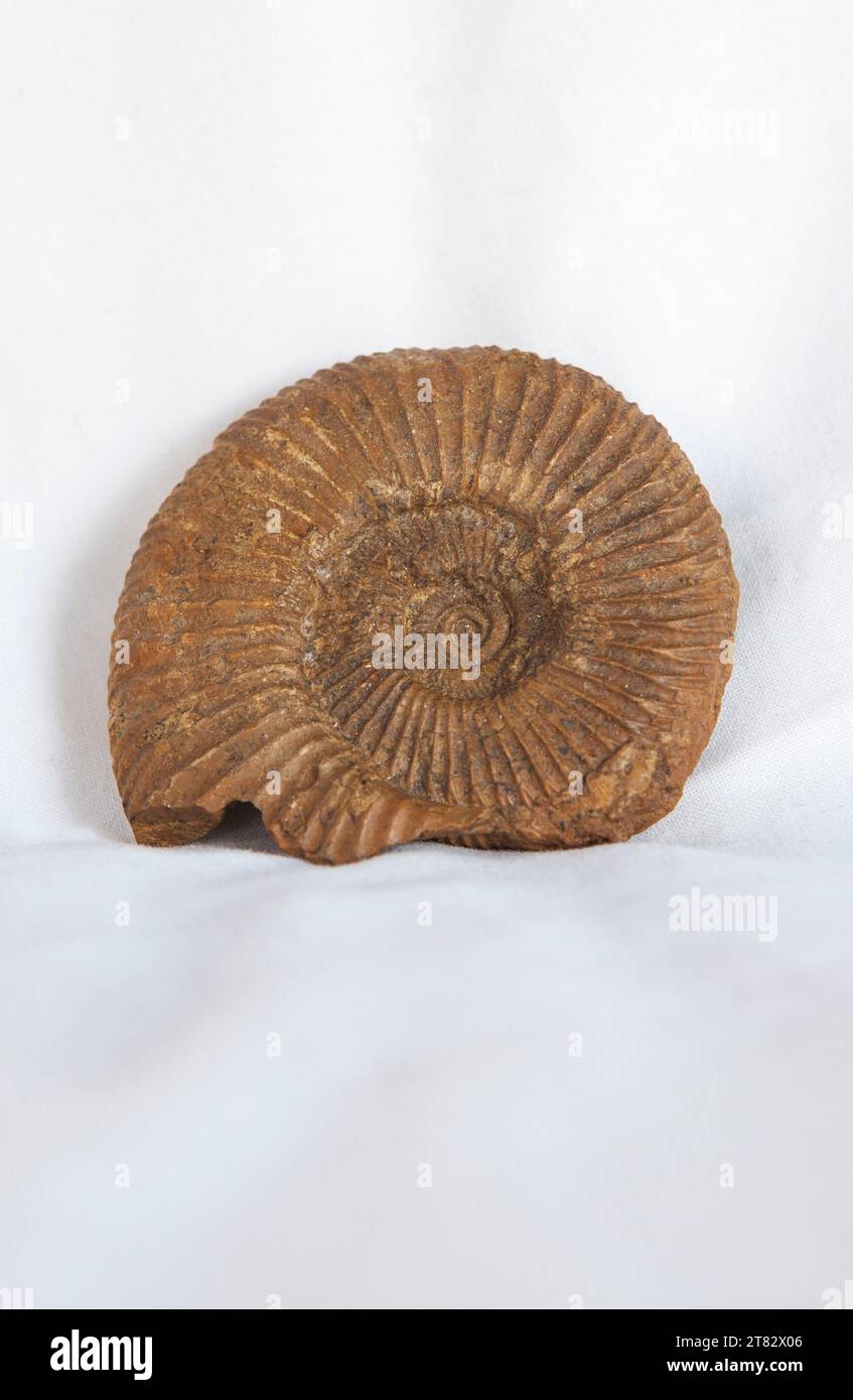 Fossile d'ammonite passendorferia teresiformis. Placé sur un chiffon de coton Banque D'Images