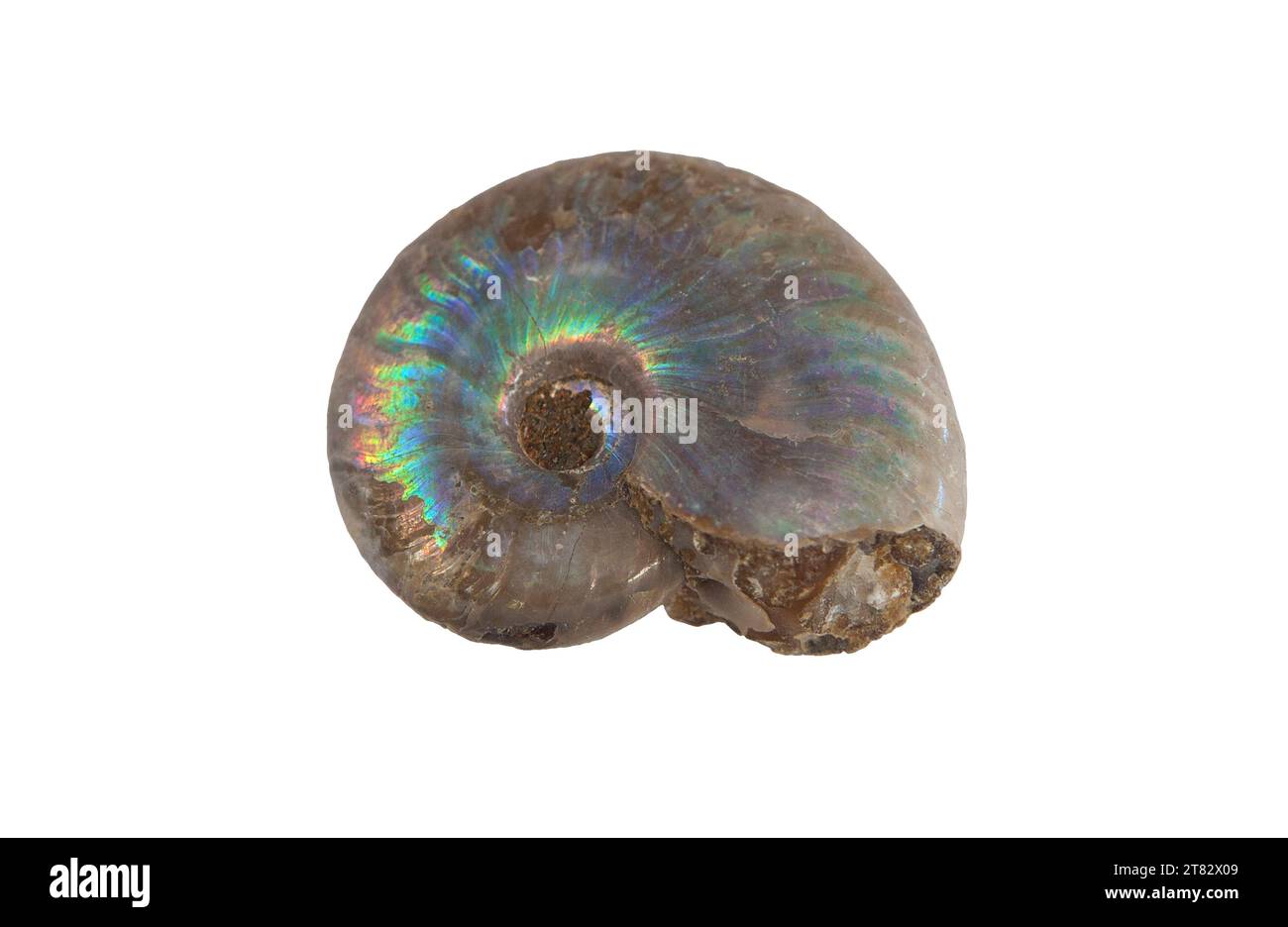 Fossile d'ammonite nacrée. Isolé sur fond blanc Banque D'Images
